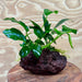 Pisces Enterprises Rock Creation Anubias Old-type Afzelli and Nana on Large Red Lava Rock Creation - One Only