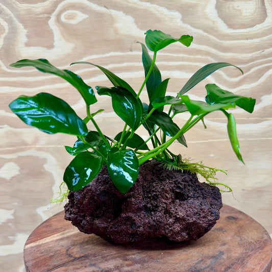 Pisces Enterprises Rock Creation Anubias Old-type Afzelli and Nana on Large Red Lava Rock Creation - One Only
