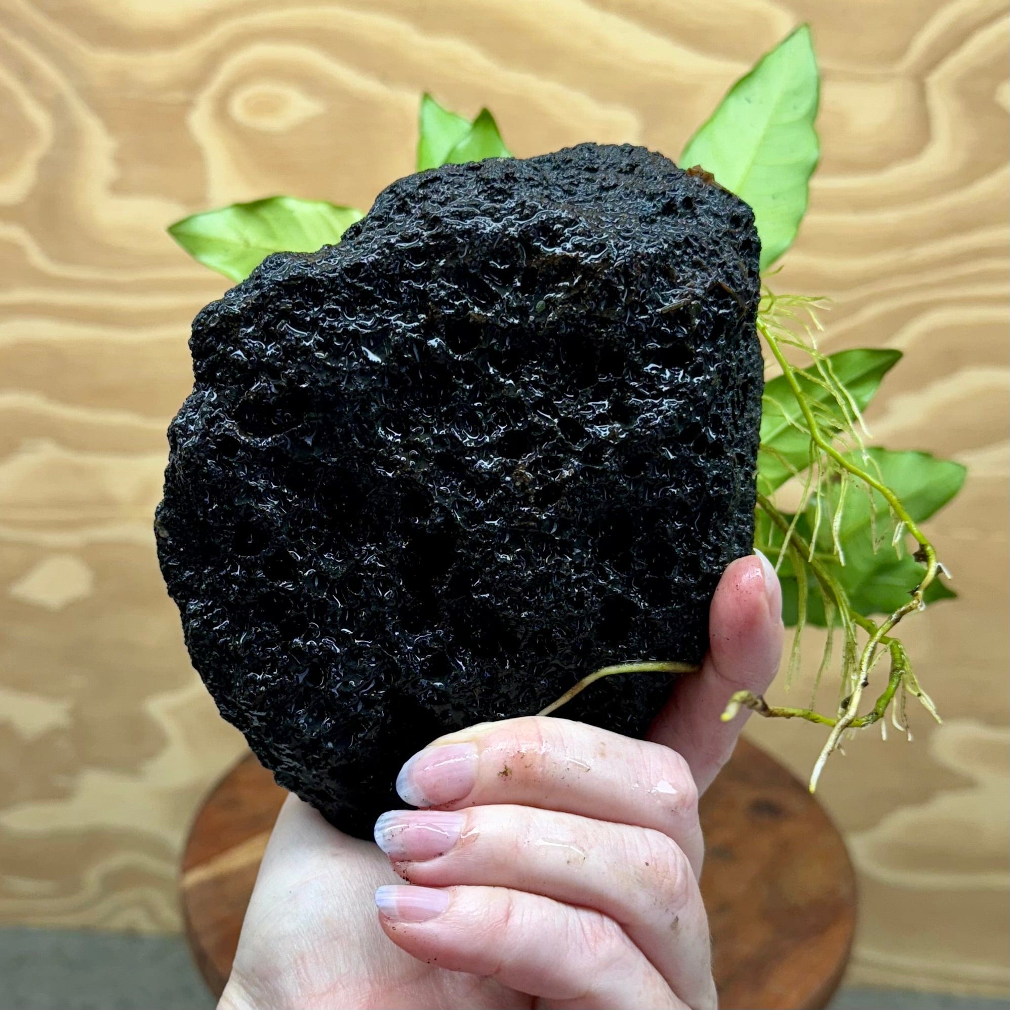 Pisces Enterprises Rock Creation Anubias Petite Emerald Heart on Large Black Lava Rock Creation - One Only (Q)