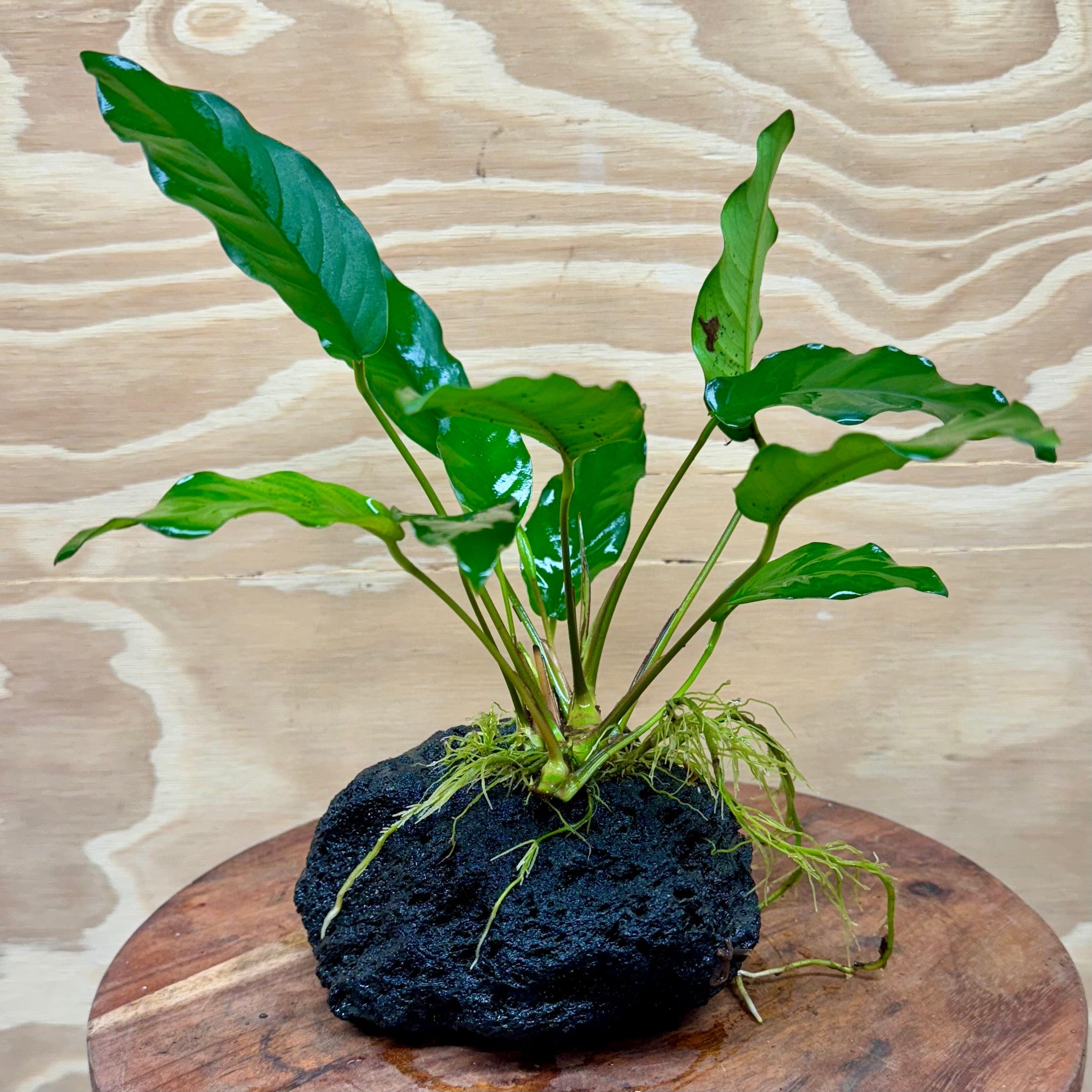 Pisces Enterprises Rock Creation Anubias Petite Emerald Heart on Large Black Lava Rock Creation - One Only (Q)