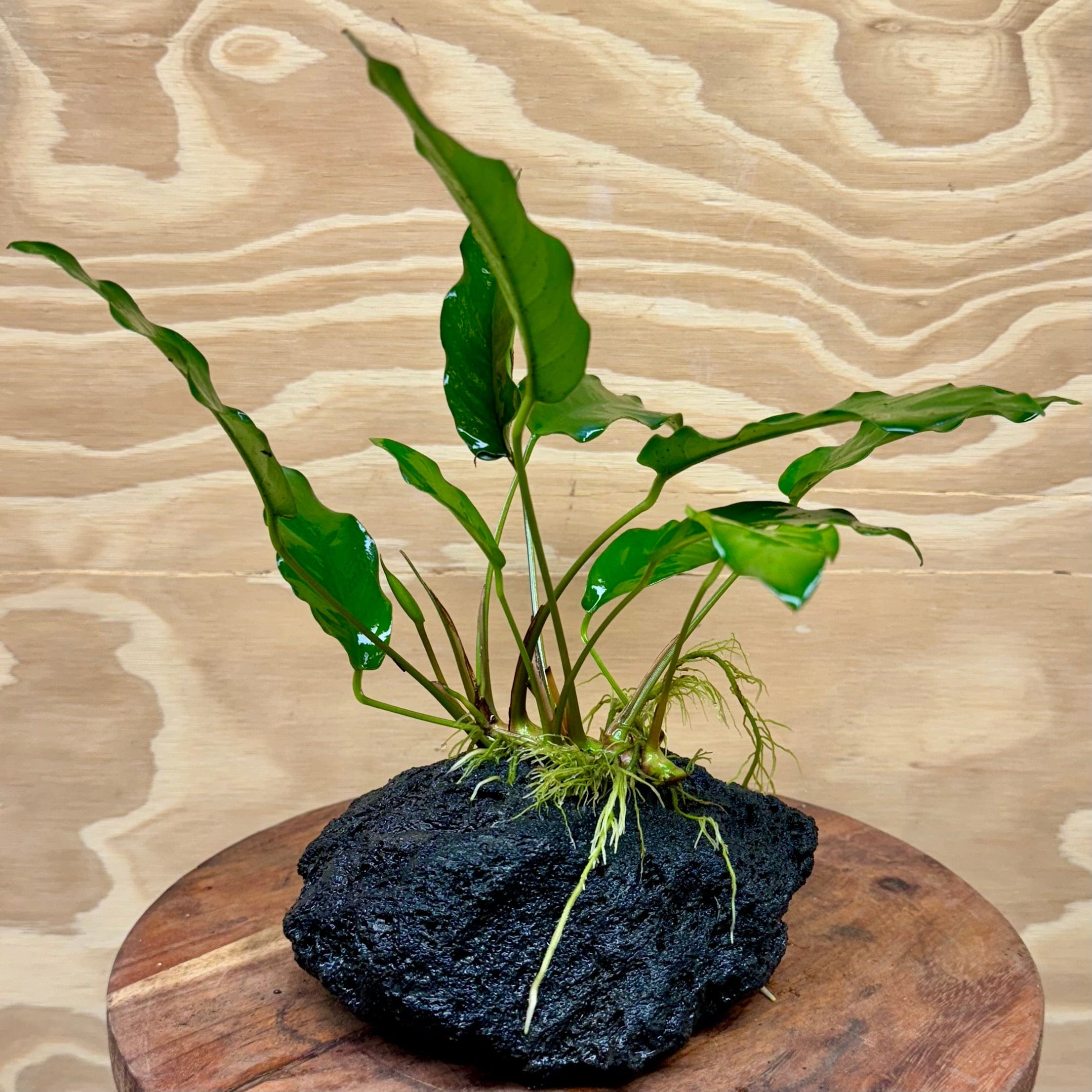 Pisces Enterprises Rock Creation Anubias Petite Emerald Heart on Large Black Lava Rock Creation - One Only (Q)