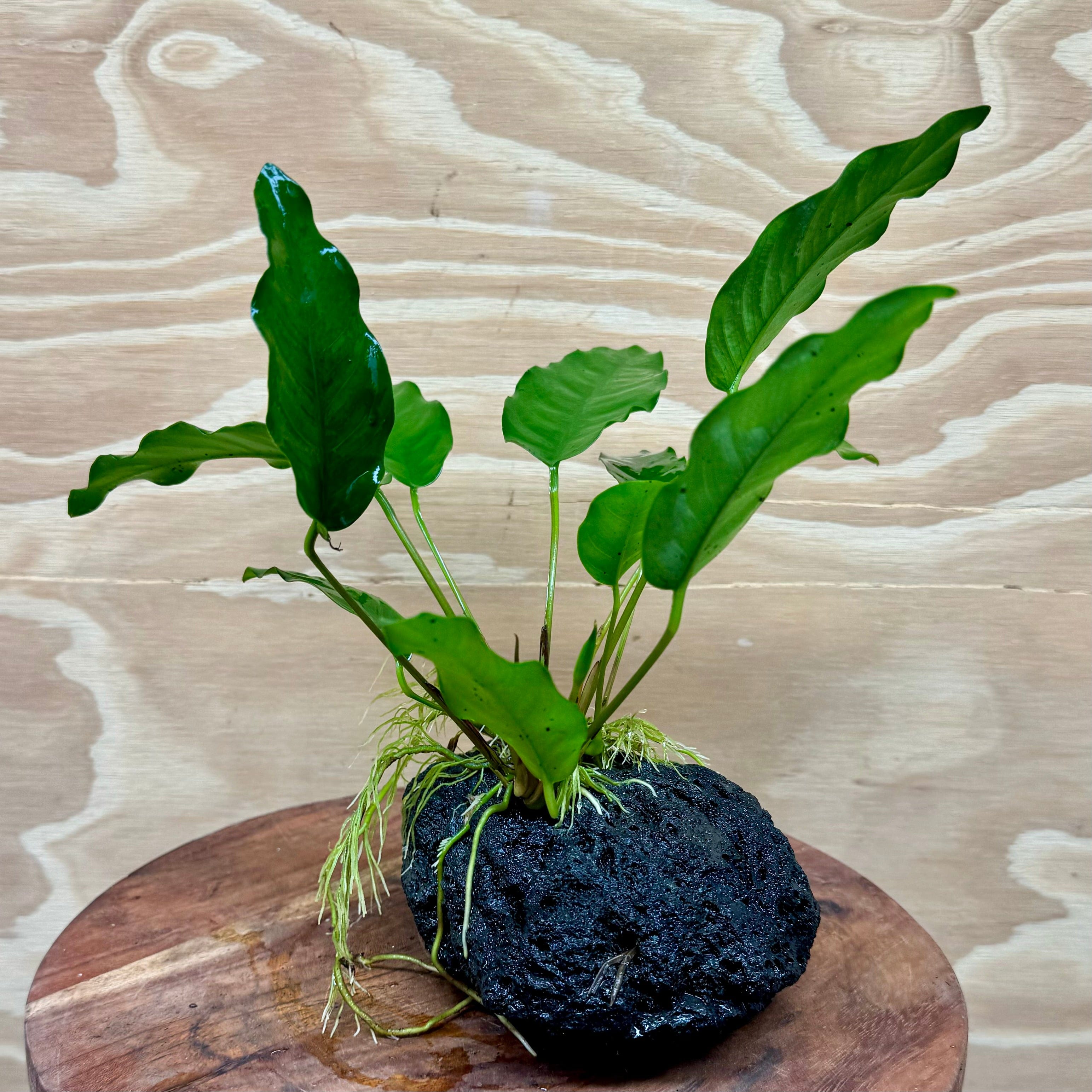 Pisces Enterprises Rock Creation Anubias Petite Emerald Heart on Large Black Lava Rock Creation - One Only (Q)