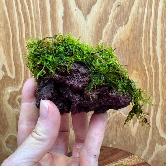 Pisces Enterprises Rock Creation Fontinalis Rock Lava Creation (Java Moss) Fontinalis Rock Lava Creation (Java Moss)