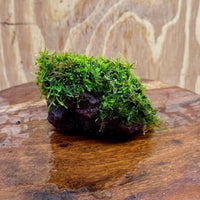 Pisces Enterprises Rock Creation Fontinalis Rock Lava Creation (Java Moss) Fontinalis Rock Lava Creation (Java Moss)