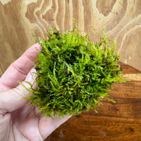 Pisces Enterprises Rock Creation Fontinalis Rock Lava Creation (Java Moss) Fontinalis Rock Lava Creation (Java Moss)