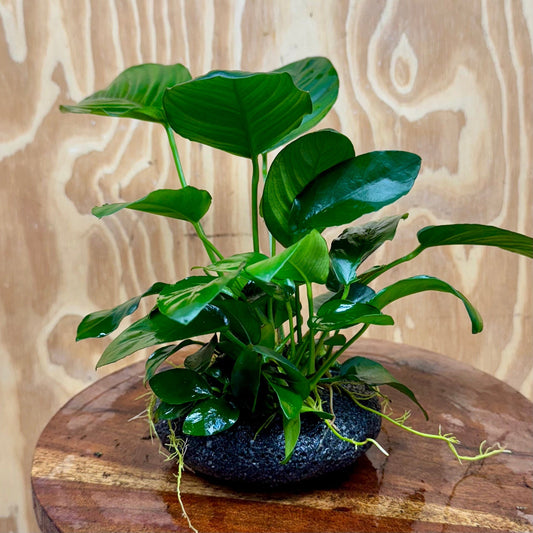 Pisces Enterprises Rock Creation Large Boulder Rock Creation with Two Anubias Large Boulder Rock Creation with Two Anubias