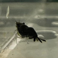 Pisces Aquatics Shrimp Black Diamond Cherry Shrimp - Neocaridina davidi (1-2cm) Black Diamond Cherry Shrimp - Neocaridina davidi (1-2cm) for Sale 