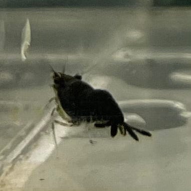 Pisces Aquatics Shrimp Black Diamond Cherry Shrimp - Neocaridina davidi (1-2cm) Black Diamond Cherry Shrimp - Neocaridina davidi (1-2cm) for Sale 