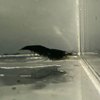 Pisces Aquatics Shrimp Black Diamond Cherry Shrimp - Neocaridina davidi (1-2cm) Black Diamond Cherry Shrimp - Neocaridina davidi (1-2cm) for Sale 