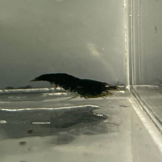 Pisces Aquatics Shrimp Black Diamond Cherry Shrimp - Neocaridina davidi (1-2cm) Black Diamond Cherry Shrimp - Neocaridina davidi (1-2cm) for Sale 