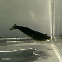 Pisces Aquatics Shrimp Black Diamond Cherry Shrimp - Neocaridina davidi (1-2cm) Black Diamond Cherry Shrimp - Neocaridina davidi (1-2cm) for Sale 