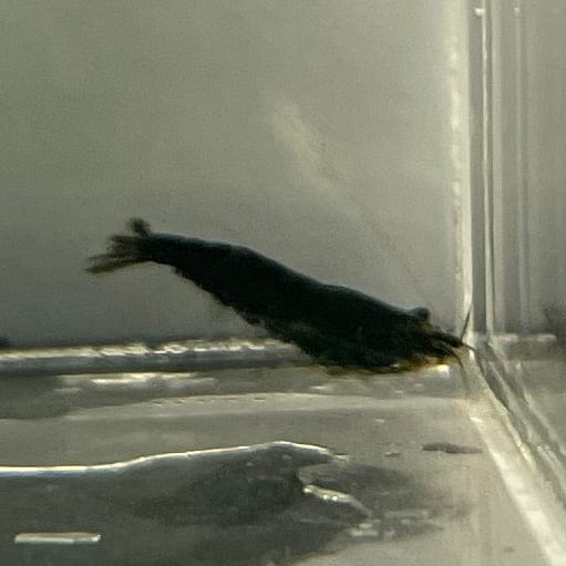 Pisces Aquatics Shrimp Black Diamond Cherry Shrimp - Neocaridina davidi (1-2cm) Black Diamond Cherry Shrimp - Neocaridina davidi (1-2cm) for Sale 