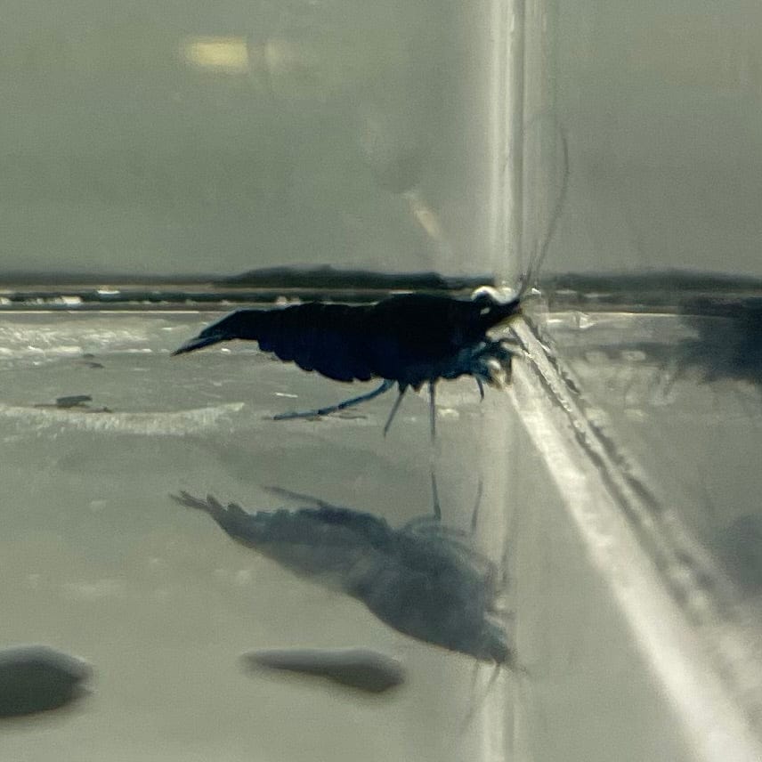 Pisces Aquatics Shrimp Blue Diamond Cherry Shrimp - Neocaridina davidi (1-2cm) Buy Blue Diamond Cherry Shrimp - Neocaridina davidi (1-2cm)