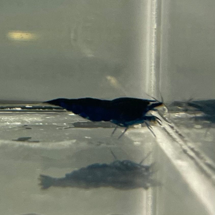 Pisces Aquatics Shrimp Blue Diamond Cherry Shrimp - Neocaridina davidi (1-2cm) Buy Blue Diamond Cherry Shrimp - Neocaridina davidi (1-2cm)