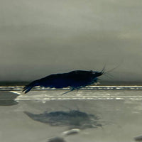 Pisces Aquatics Shrimp Blue Diamond Cherry Shrimp - Neocaridina davidi (1-2cm) Buy Blue Diamond Cherry Shrimp - Neocaridina davidi (1-2cm)