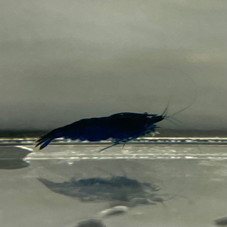 Pisces Aquatics Shrimp Blue Diamond Cherry Shrimp - Neocaridina davidi (1-2cm) Buy Blue Diamond Cherry Shrimp - Neocaridina davidi (1-2cm)