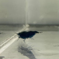 Pisces Aquatics Shrimp Blue Diamond Cherry Shrimp - Neocaridina davidi (1-2cm) Buy Blue Diamond Cherry Shrimp - Neocaridina davidi (1-2cm)