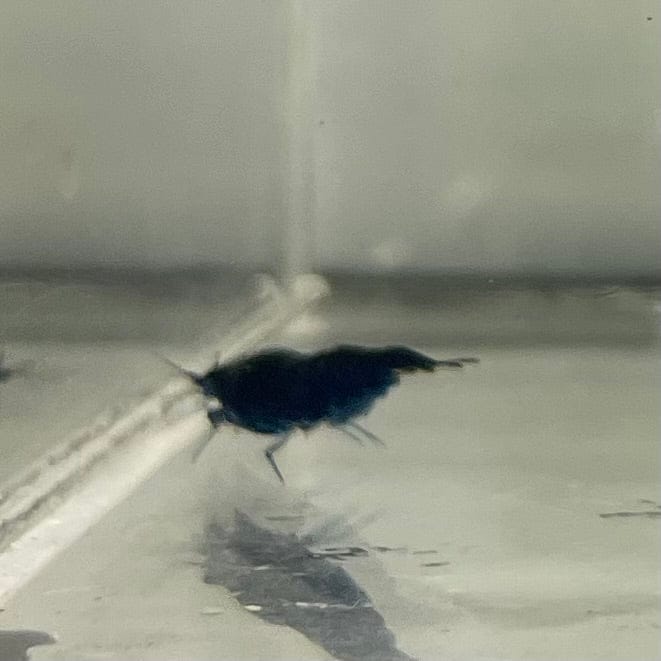 Pisces Aquatics Shrimp Blue Diamond Cherry Shrimp - Neocaridina davidi (1-2cm) Buy Blue Diamond Cherry Shrimp - Neocaridina davidi (1-2cm)