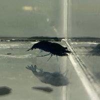 Pisces Aquatics Shrimp Blue Diamond Cherry Shrimp - Neocaridina davidi (1-2cm) Buy Blue Diamond Cherry Shrimp - Neocaridina davidi (1-2cm)