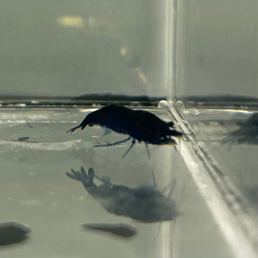 Pisces Aquatics Shrimp Blue Diamond Cherry Shrimp - Neocaridina davidi (1-2cm) Buy Blue Diamond Cherry Shrimp - Neocaridina davidi (1-2cm)