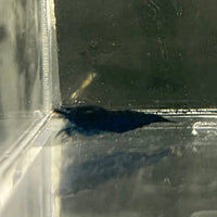 Pisces Aquatics Shrimp Blue Diamond Cherry Shrimp - Neocaridina davidi (1-2cm) Buy Blue Diamond Cherry Shrimp - Neocaridina davidi (1-2cm)