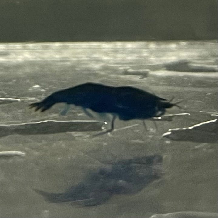 Pisces Aquatics Shrimp Blue Diamond Cherry Shrimp - Neocaridina davidi (1-2cm) Buy Blue Diamond Cherry Shrimp - Neocaridina davidi (1-2cm)