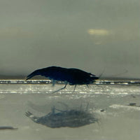 Pisces Aquatics Shrimp Blue Diamond Cherry Shrimp - Neocaridina davidi (1-2cm) Buy Blue Diamond Cherry Shrimp - Neocaridina davidi (1-2cm)