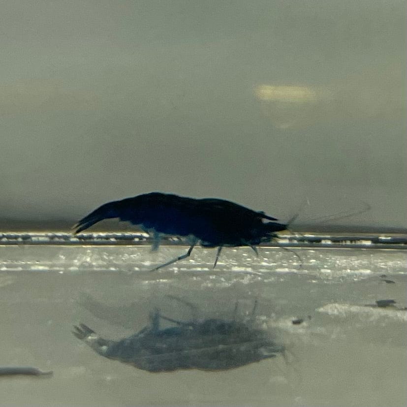 Pisces Aquatics Shrimp Blue Diamond Cherry Shrimp - Neocaridina davidi (1-2cm) Buy Blue Diamond Cherry Shrimp - Neocaridina davidi (1-2cm)