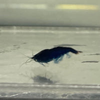 Pisces Aquatics Shrimp Blue Diamond Cherry Shrimp - Neocaridina davidi (1-2cm) Buy Blue Diamond Cherry Shrimp - Neocaridina davidi (1-2cm)