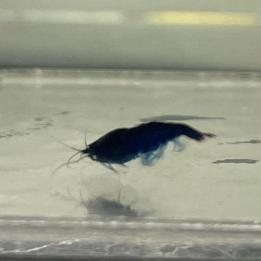 Pisces Aquatics Shrimp Blue Diamond Cherry Shrimp - Neocaridina davidi (1-2cm) Buy Blue Diamond Cherry Shrimp - Neocaridina davidi (1-2cm)