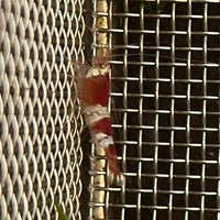 Pisces Aquatics Shrimp Crystal Red Shrimp - Caridina cf Cantonesis (1-2cm) Buy Crystal Red Shrimp - Caridina cf Cantonesis in Australia The Fish Farm