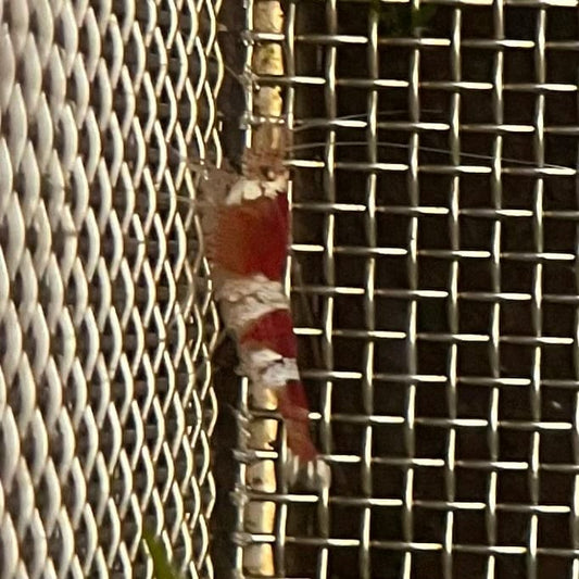 Pisces Aquatics Shrimp Crystal Red Shrimp - Caridina cf Cantonesis (1-2cm) Buy Crystal Red Shrimp - Caridina cf Cantonesis in Australia The Fish Farm