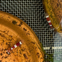 Pisces Aquatics Shrimp Crystal Red Shrimp - Caridina cf Cantonesis (1-2cm) Buy Crystal Red Shrimp - Caridina cf Cantonesis in Australia The Fish Farm