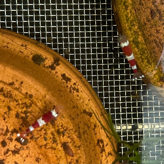 Pisces Aquatics Shrimp Crystal Red Shrimp - Caridina cf Cantonesis (1-2cm) Buy Crystal Red Shrimp - Caridina cf Cantonesis in Australia The Fish Farm