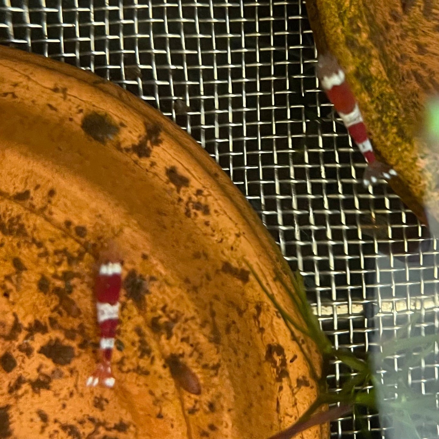 Pisces Aquatics Shrimp Crystal Red Shrimp - Caridina cf Cantonesis (1-2cm) Buy Crystal Red Shrimp - Caridina cf Cantonesis in Australia The Fish Farm