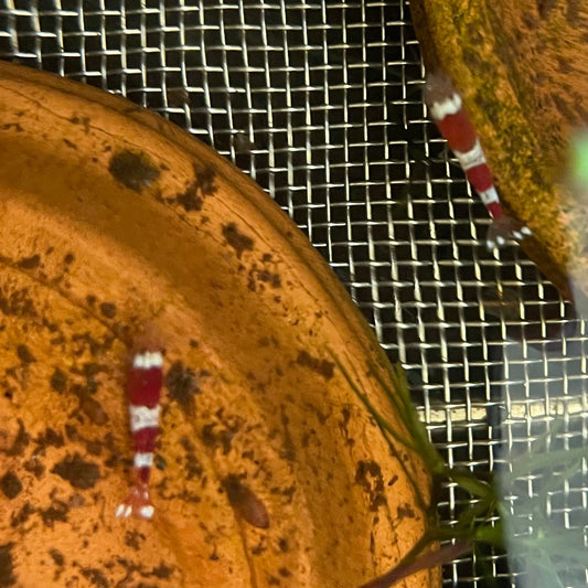 Pisces Aquatics Shrimp Crystal Red Shrimp - Caridina cf Cantonesis (1-2cm) Buy Crystal Red Shrimp - Caridina cf Cantonesis in Australia The Fish Farm