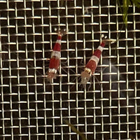Pisces Aquatics Shrimp Crystal Red Shrimp - Caridina cf Cantonesis (1-2cm) Buy Crystal Red Shrimp - Caridina cf Cantonesis in Australia The Fish Farm