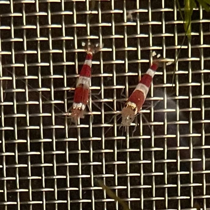 Pisces Aquatics Shrimp Crystal Red Shrimp - Caridina cf Cantonesis (1-2cm) Buy Crystal Red Shrimp - Caridina cf Cantonesis in Australia The Fish Farm