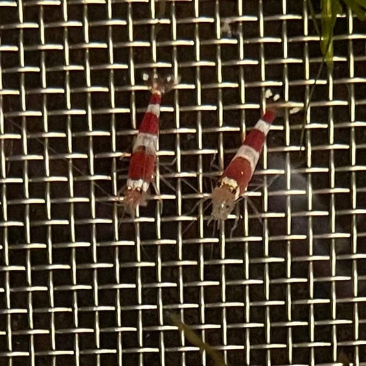 Pisces Aquatics Shrimp Crystal Red Shrimp - Caridina cf Cantonesis (1-2cm) Buy Crystal Red Shrimp - Caridina cf Cantonesis in Australia The Fish Farm