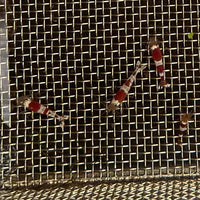 Pisces Aquatics Shrimp Crystal Red Shrimp - Caridina cf Cantonesis (1-2cm) Buy Crystal Red Shrimp - Caridina cf Cantonesis in Australia The Fish Farm