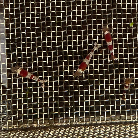 Pisces Aquatics Shrimp Crystal Red Shrimp - Caridina cf Cantonesis (1-2cm) Buy Crystal Red Shrimp - Caridina cf Cantonesis in Australia The Fish Farm