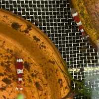 Pisces Aquatics Shrimp Crystal Red Shrimp - Caridina cf Cantonesis (1-2cm) Buy Crystal Red Shrimp - Caridina cf Cantonesis in Australia The Fish Farm