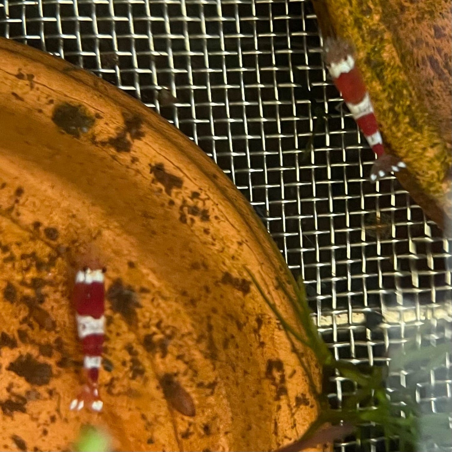 Pisces Aquatics Shrimp Crystal Red Shrimp - Caridina cf Cantonesis (1-2cm) Buy Crystal Red Shrimp - Caridina cf Cantonesis in Australia The Fish Farm