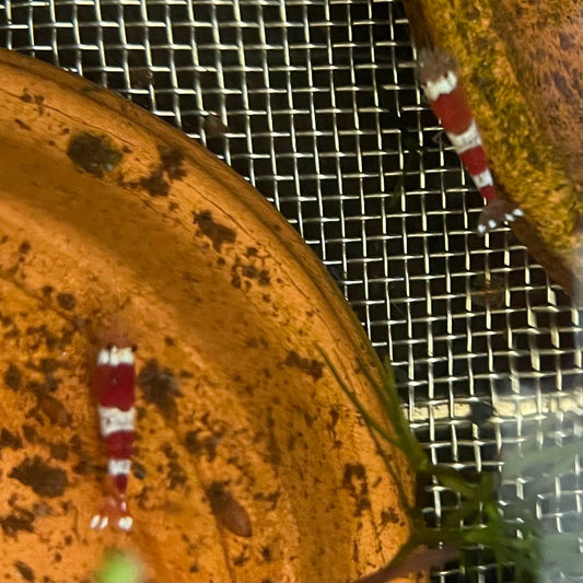 Pisces Aquatics Shrimp Crystal Red Shrimp - Caridina cf Cantonesis (1-2cm) Buy Crystal Red Shrimp - Caridina cf Cantonesis in Australia The Fish Farm