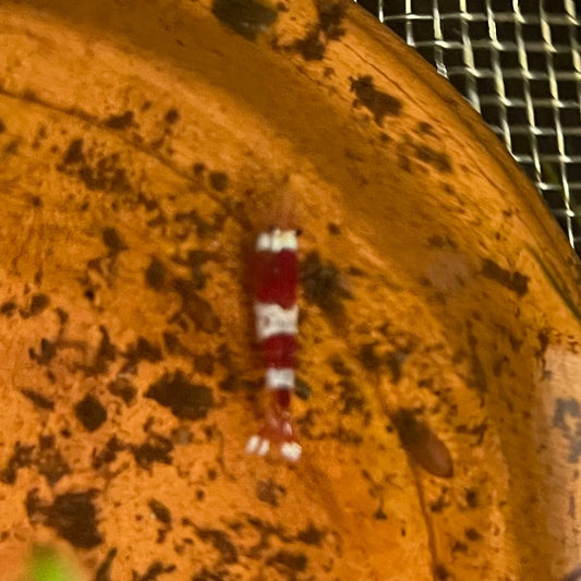 Pisces Aquatics Shrimp Crystal Red Shrimp - Caridina cf Cantonesis (1-2cm) Buy Crystal Red Shrimp - Caridina cf Cantonesis in Australia The Fish Farm