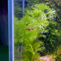 Pisces Aquatics Shrimp Red Cherry Shrimp - Neocaridina davidi (1-2cm) Buy Red Cherry Shrimp - Neocaridina davidi online in Australia