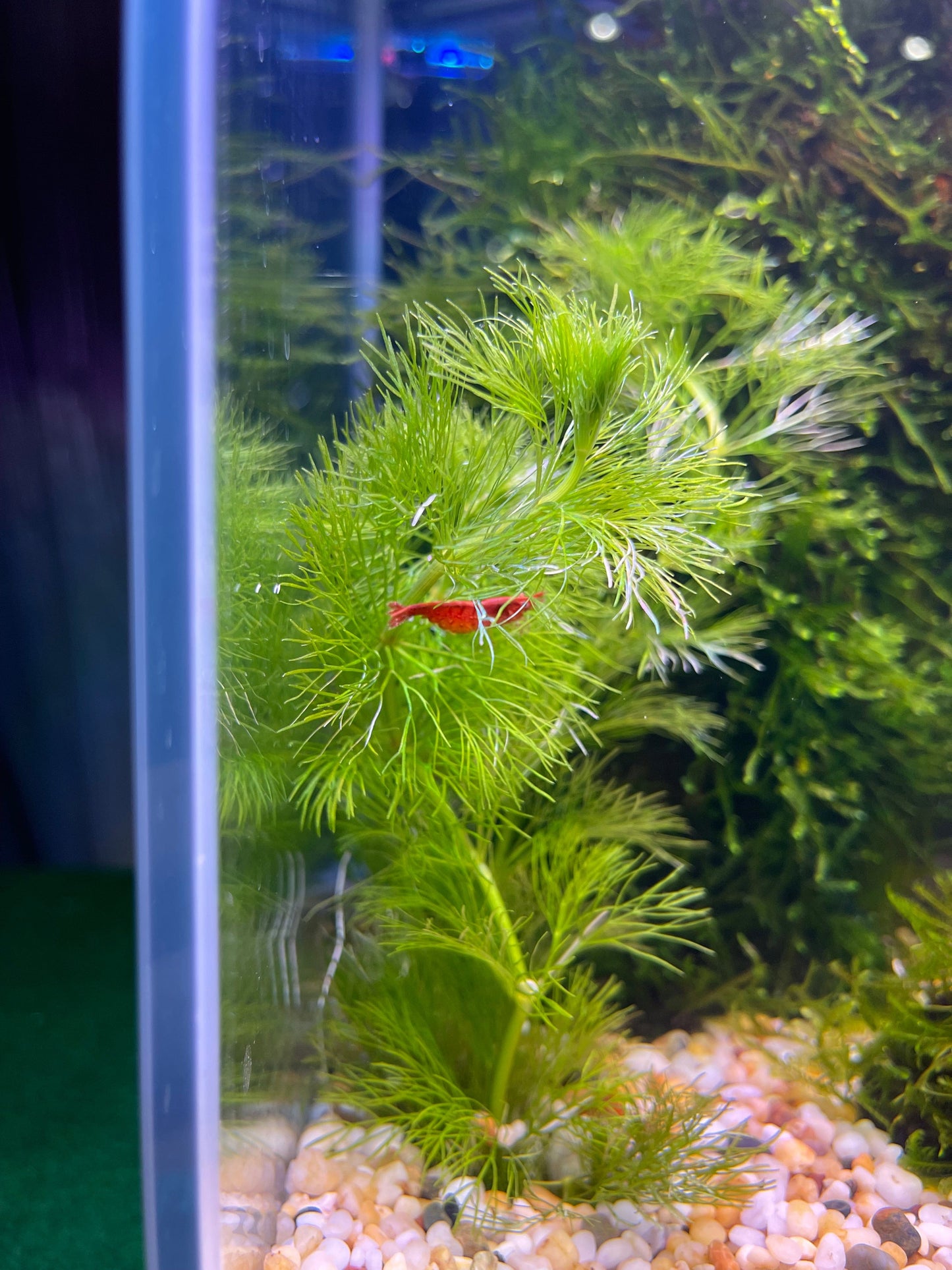 Pisces Aquatics Shrimp Red Cherry Shrimp - Neocaridina davidi (1-2cm) Buy Red Cherry Shrimp - Neocaridina davidi online in Australia