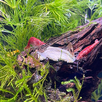 Pisces Aquatics Shrimp Red Cherry Shrimp - Neocaridina davidi (1-2cm) Buy Red Cherry Shrimp - Neocaridina davidi online in Australia