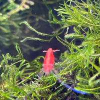 Pisces Aquatics Shrimp Red Cherry Shrimp - Neocaridina davidi (1-2cm) Buy Red Cherry Shrimp - Neocaridina davidi online in Australia