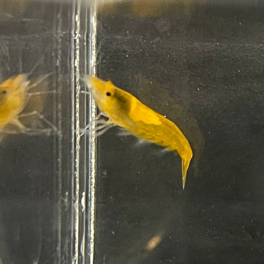 Pisces Aquatics Shrimp Sunkist Cherry Shrimp - Neocaridina davidi (1-2cm) Sunkist Cherry Shrimp - Neocaridina davidi (1-2cm) for Sale 
